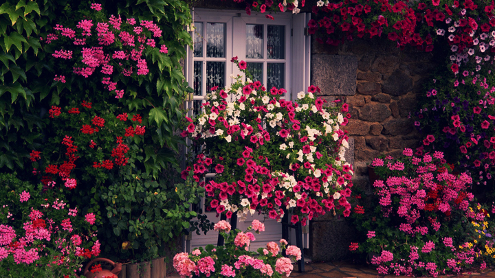 flores en casa