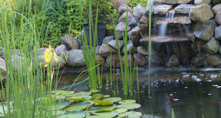 piscina con plantas