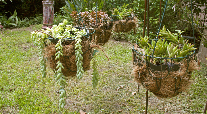 plantas colgantes