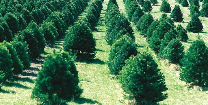 Árboles de Navidad naturales