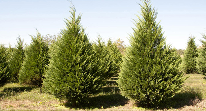 Árboles de Navidad naturales