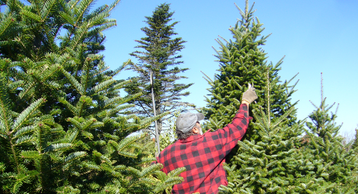 decoracion elegante del arbol de navidad