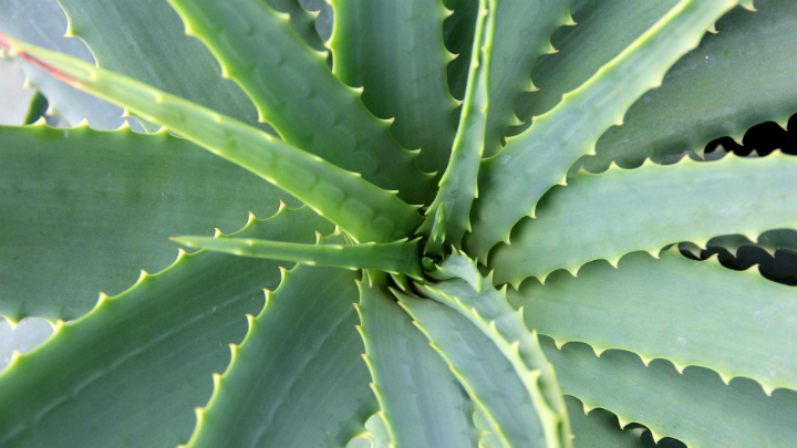 aloe vera