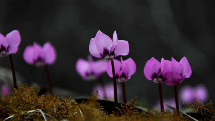 flores para el invierno