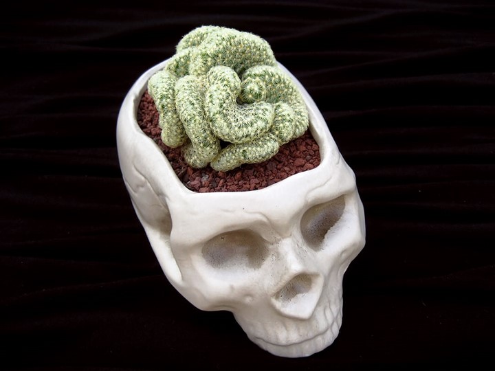 maceta calavera