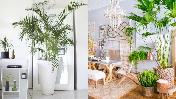 estilo tropical plantas