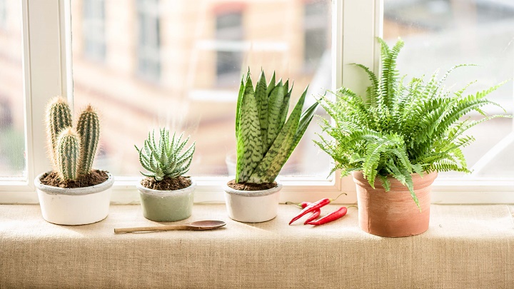 cocina con plantas