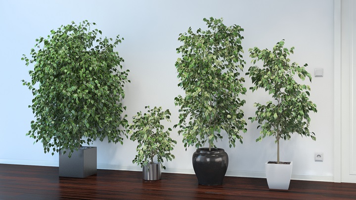 ficus-benjamina