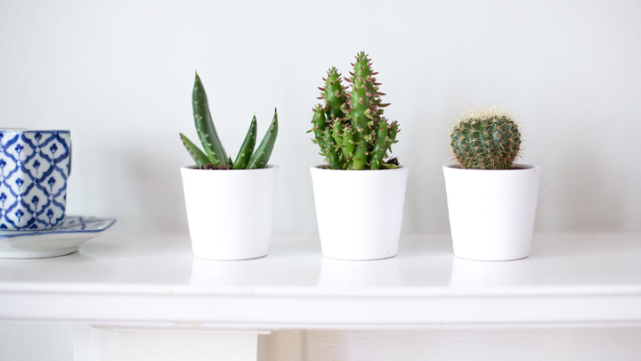 decorar-con-cactus-plantas-suculentas-y-terrarios