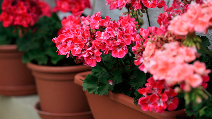 decorar-casa-flores-verano