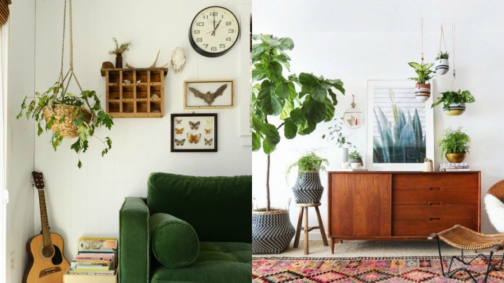 plantas-colgantes-salon