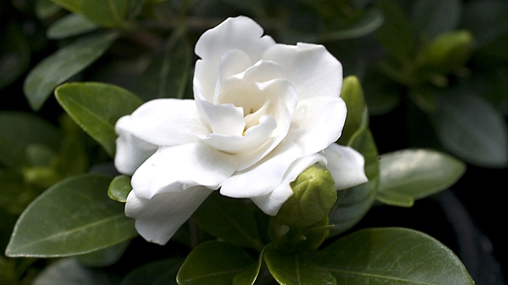 Gardenia