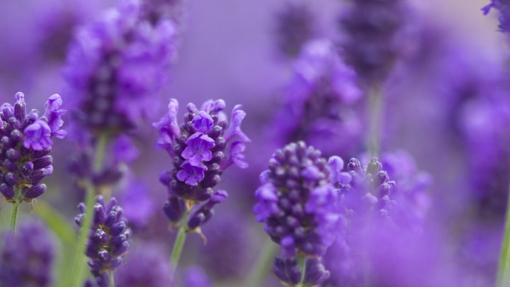 Lavanda.jpg