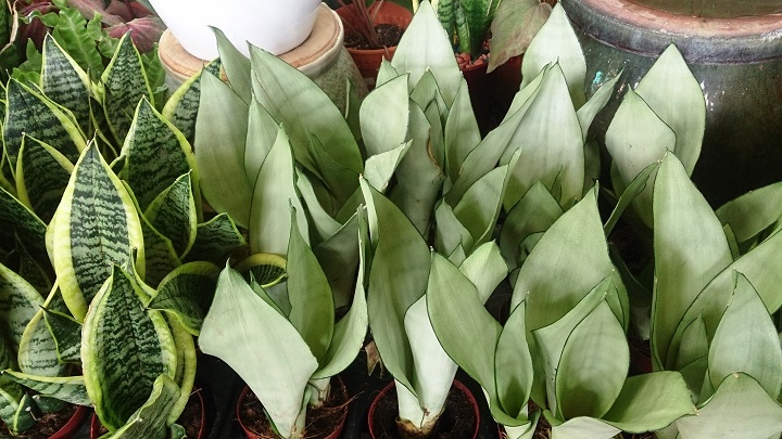 Sansevieria