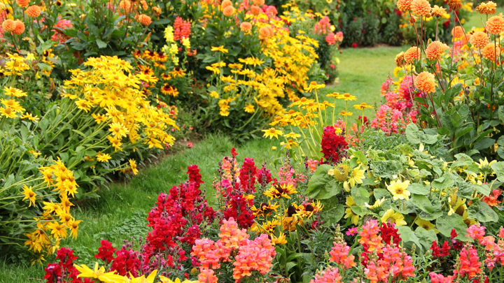 mejores-plantas-jardin-otono