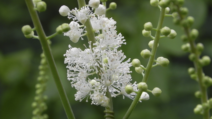 mejores-plantas-jardin-otono