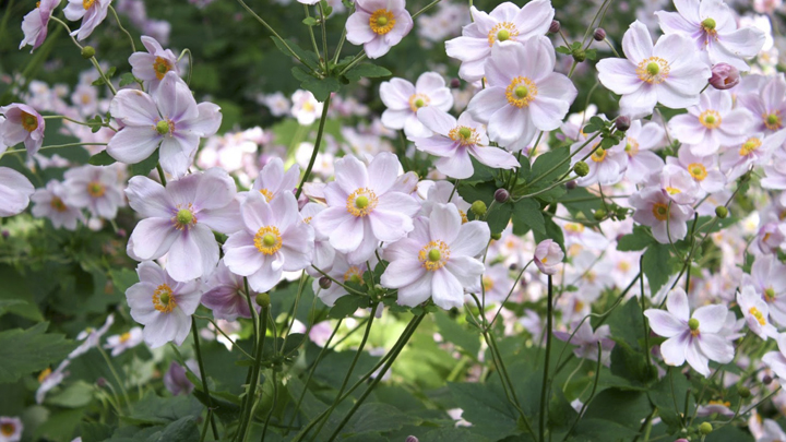 mejores-plantas-jardin-otono