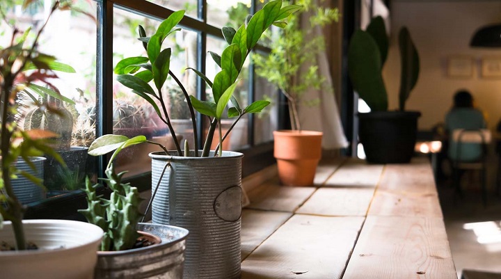 decoracion-plantas