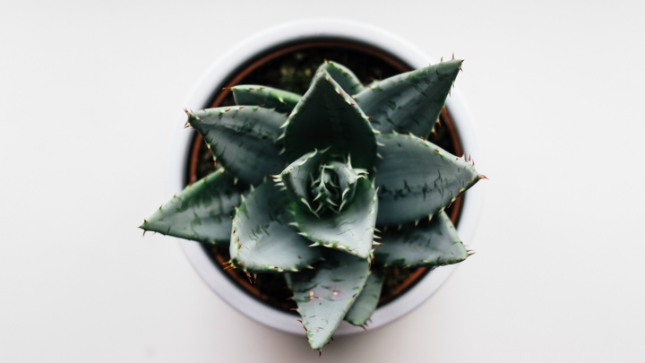 aloe-vera-cocina