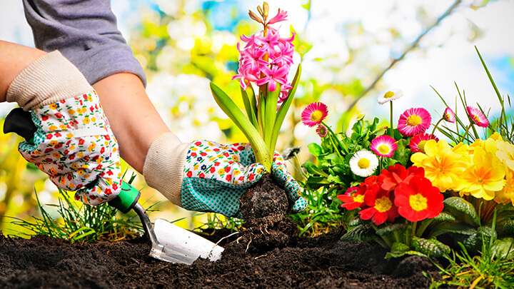 plantas-jardin