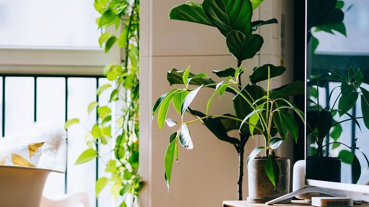 salon-decorado-con-plantas