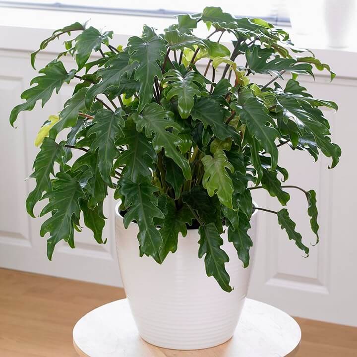 Philodendron