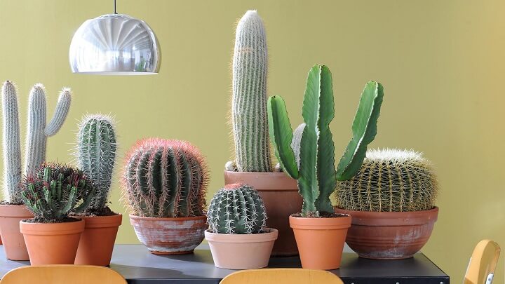 cactus-plantas