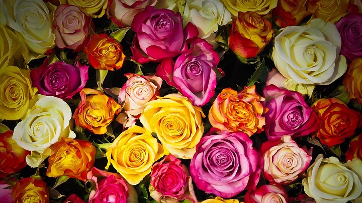 rosas-de-colores