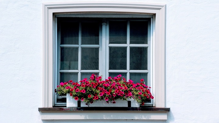 flores-en-la-ventana