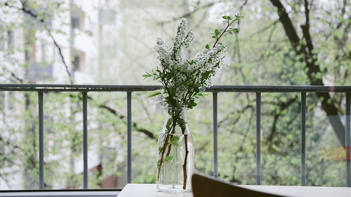 plantas-en-la-ventana