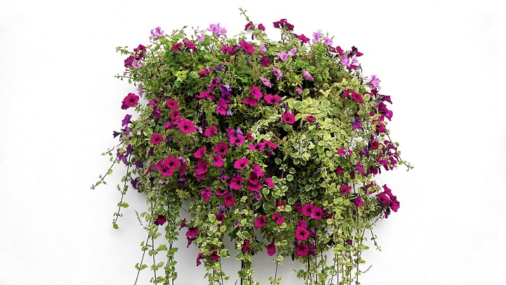 plantas