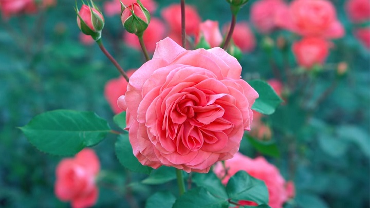 jardin-de-rosas