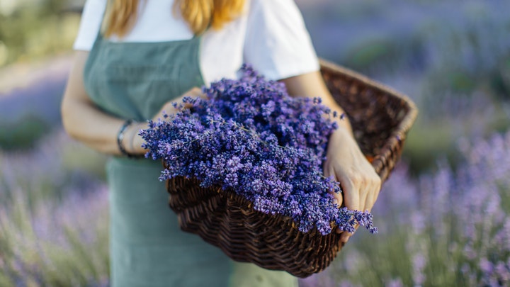 lavanda-para-estilo-provenzal