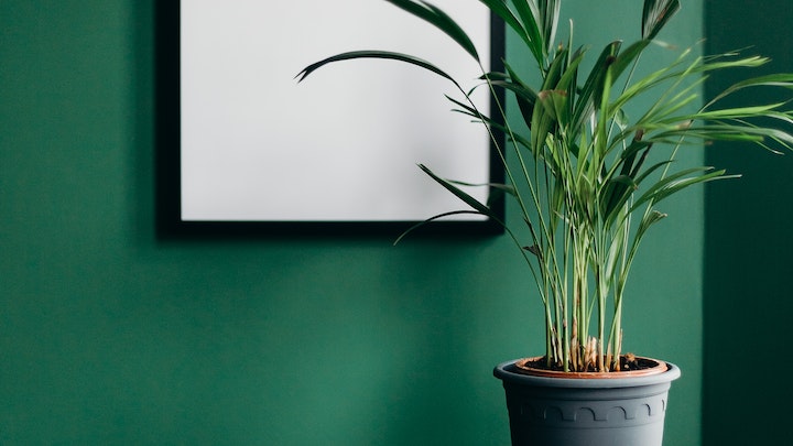 pared-en-color-verde