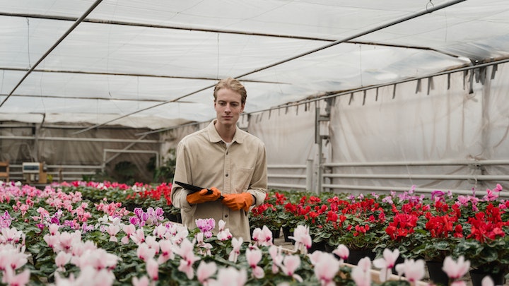 flores-y-plantas