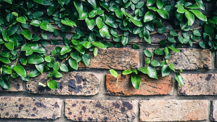 hojas-verdes-en-la-pared