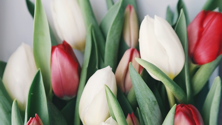 ramo-de-tulipanes