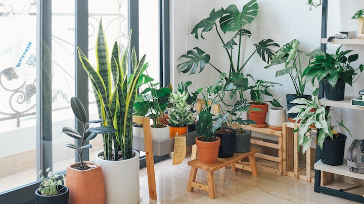 plantas-en-el-interior-de-una-casa