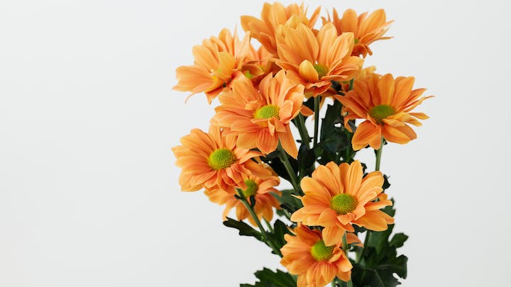 flores-de-color-naranja-en-decoracion