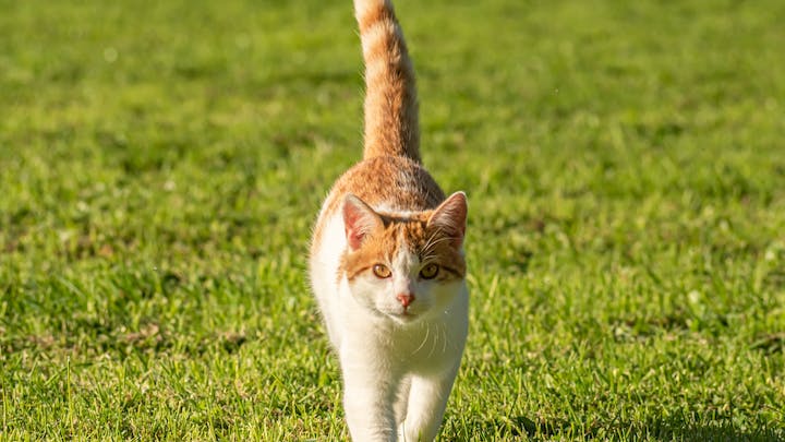 gato-en-el-jardin