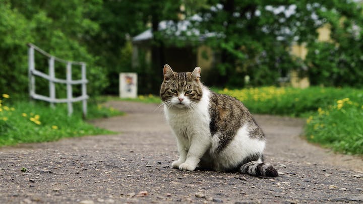 gato-en-jardin